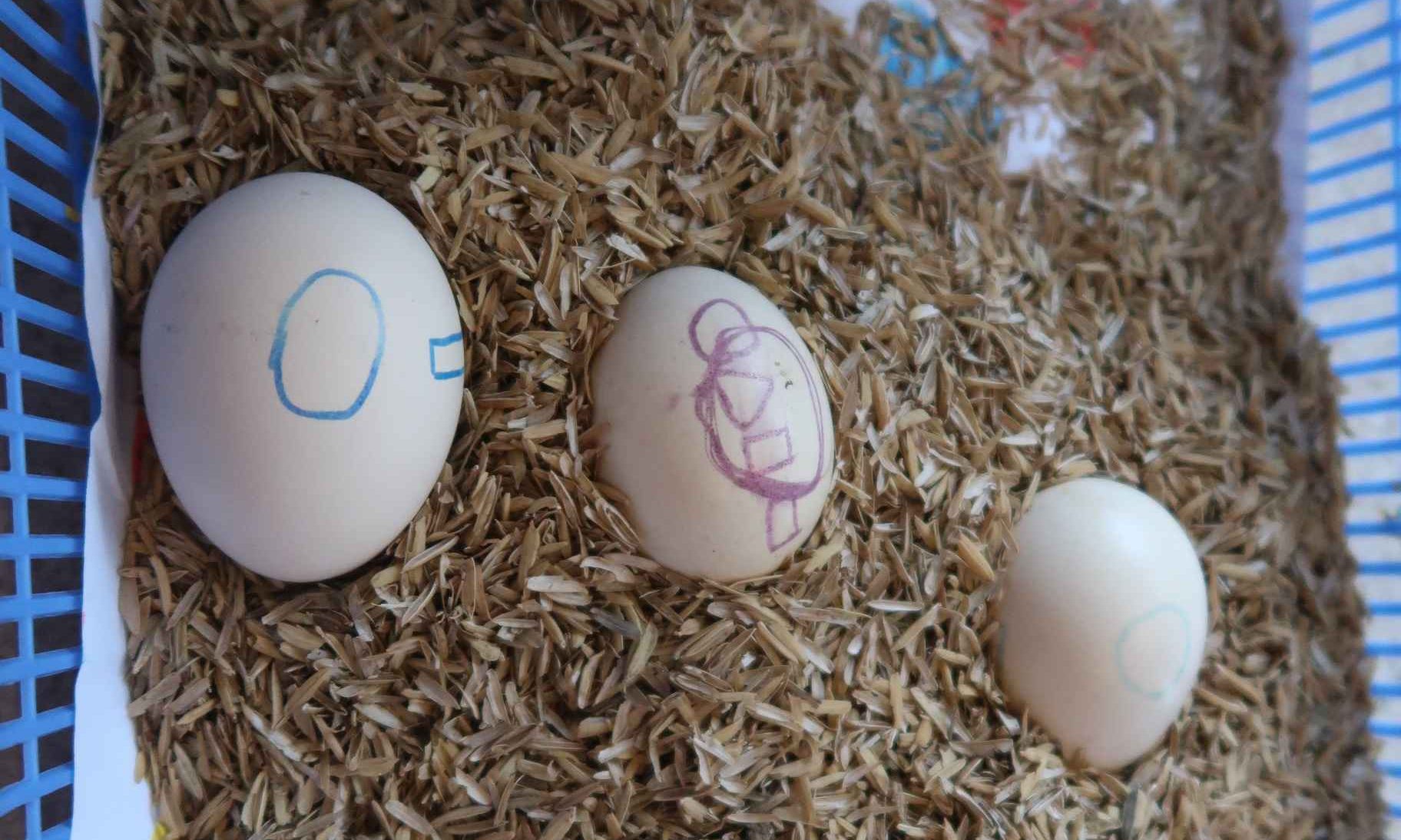 Egg Incubator