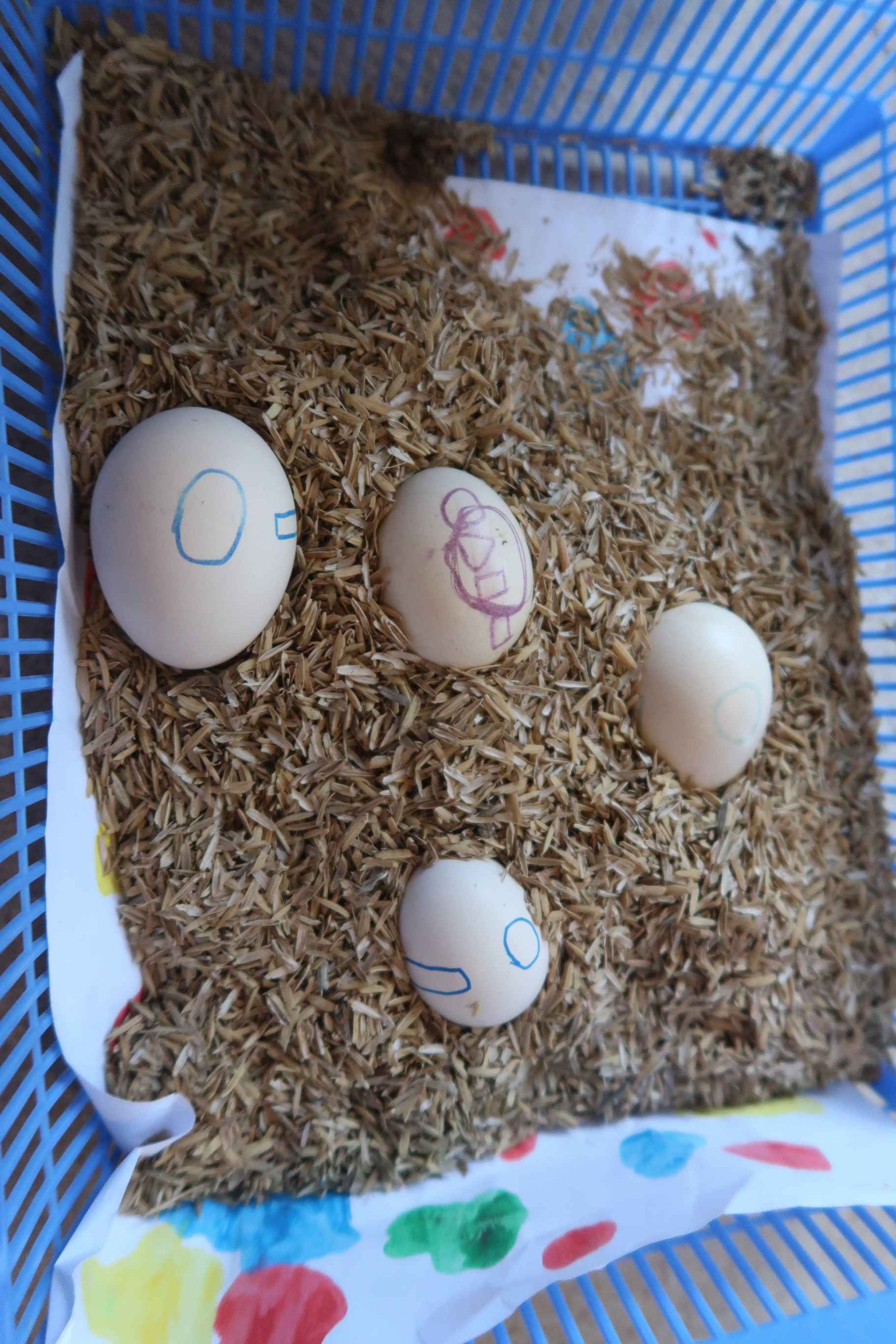 Egg Incubator