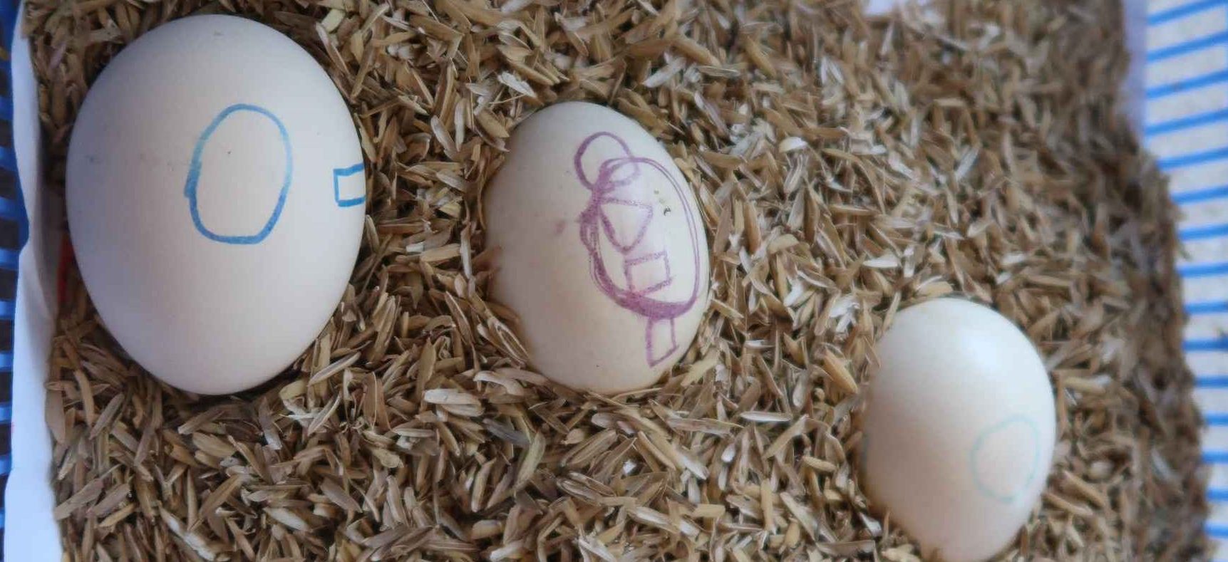 Egg Incubator